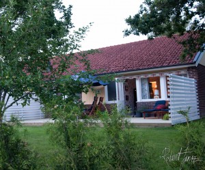 Apple tree